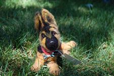 German Shepherd Puppy